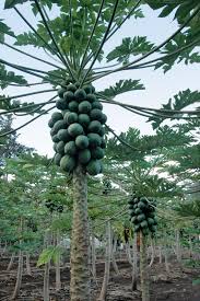 Papaya Plant
